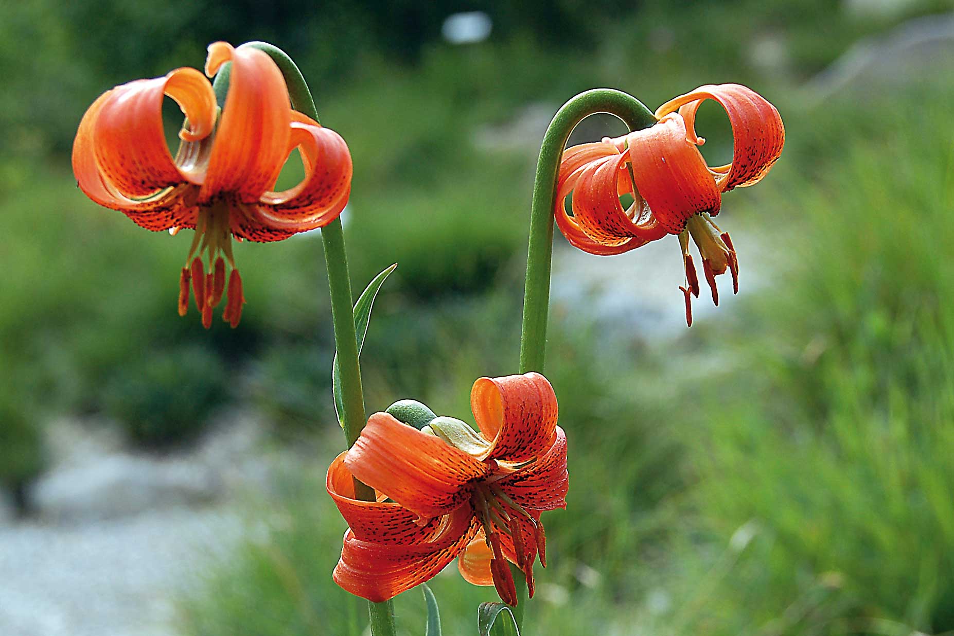 Flora del Veneto, Giglio carniolico (Lilium carniolicum).